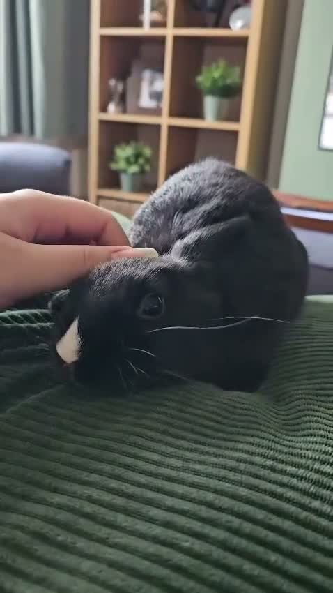 Netherland Dwarf rabbits for sale: *AVAILABLE* Purebred Netherland Dwarf Doe - Video 1