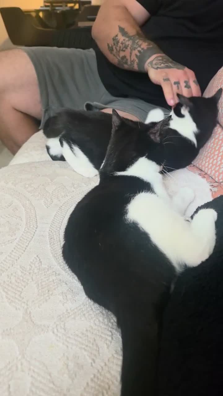 Mixed Breed cats for sale: 2 black and white Male kittens - Video 1