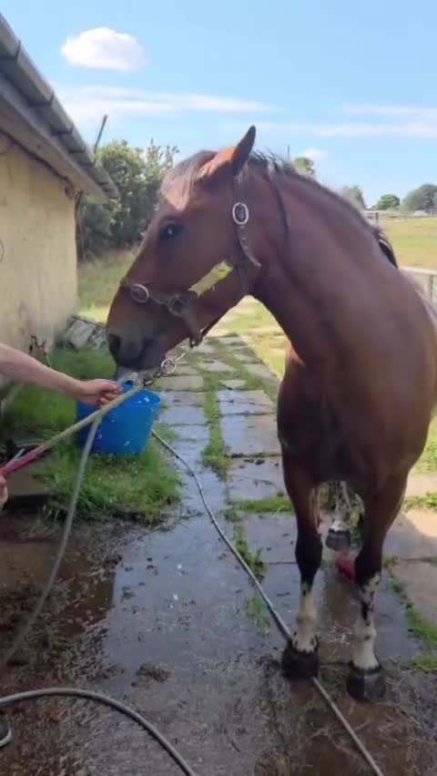 New Forest horses for sale: 15hh 4 yrs old registered new forest  - Video 3