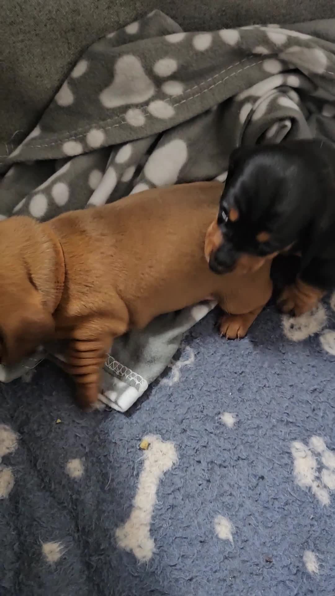 Dachshund dogs for sale: Beautiful Miniature Dachshund - Video 2