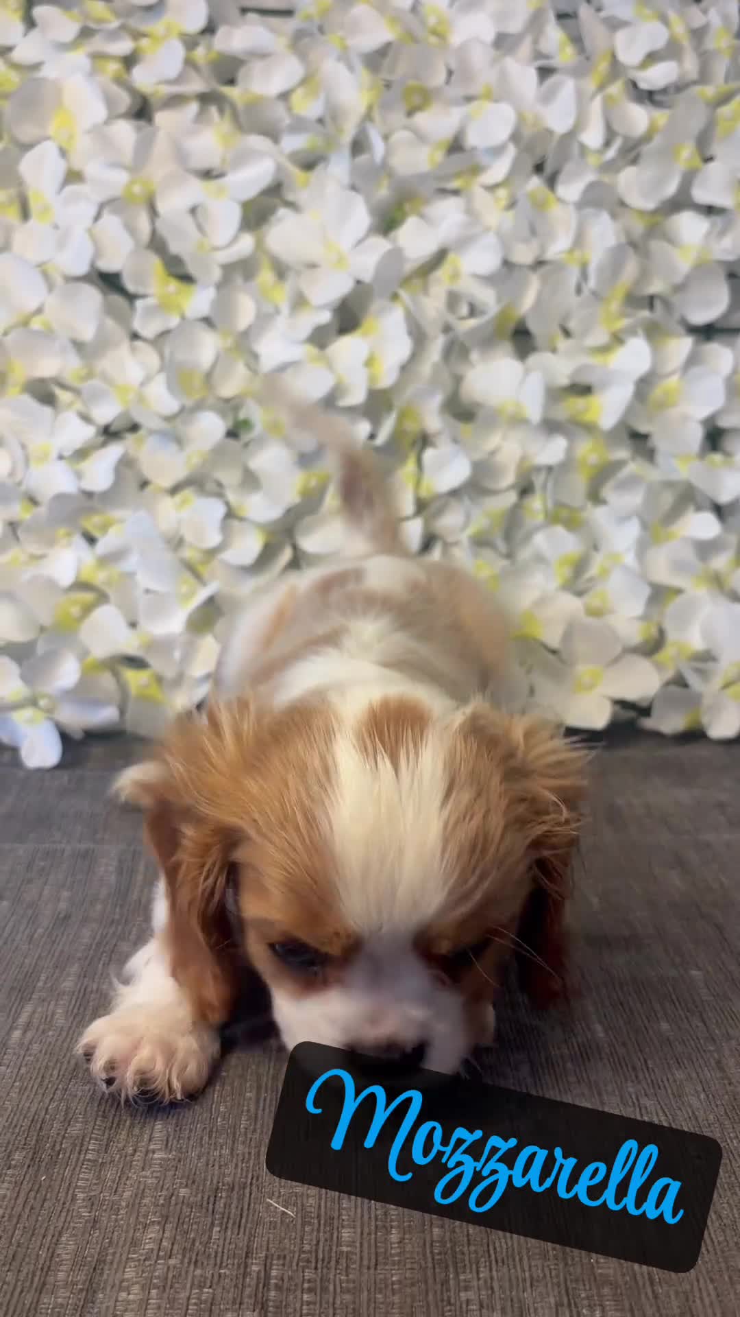 Cavalier King Charles Spaniel dogs for sale: Last one - Ready to go - Beautiful KC Registered  - Video 2