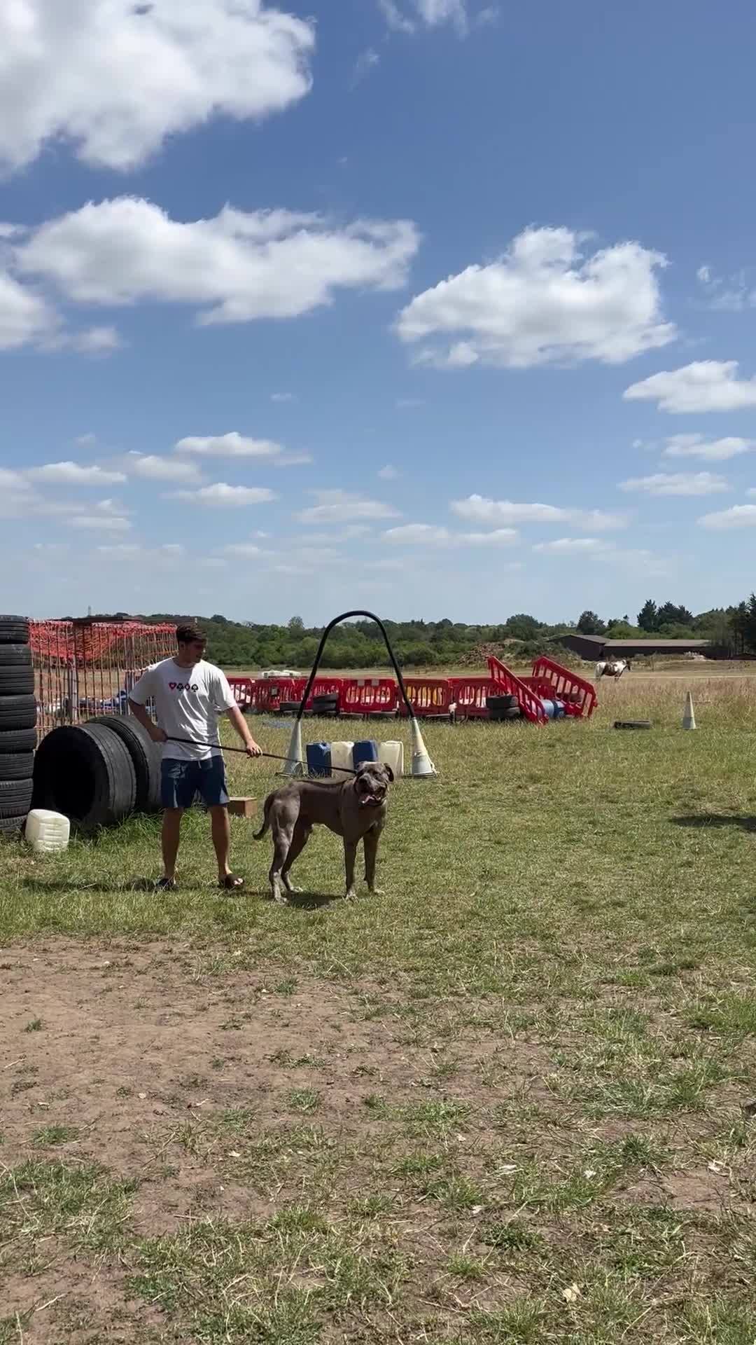 Cane Corso dogs for stud: 65 kilo Merle cane corso  - Video 1