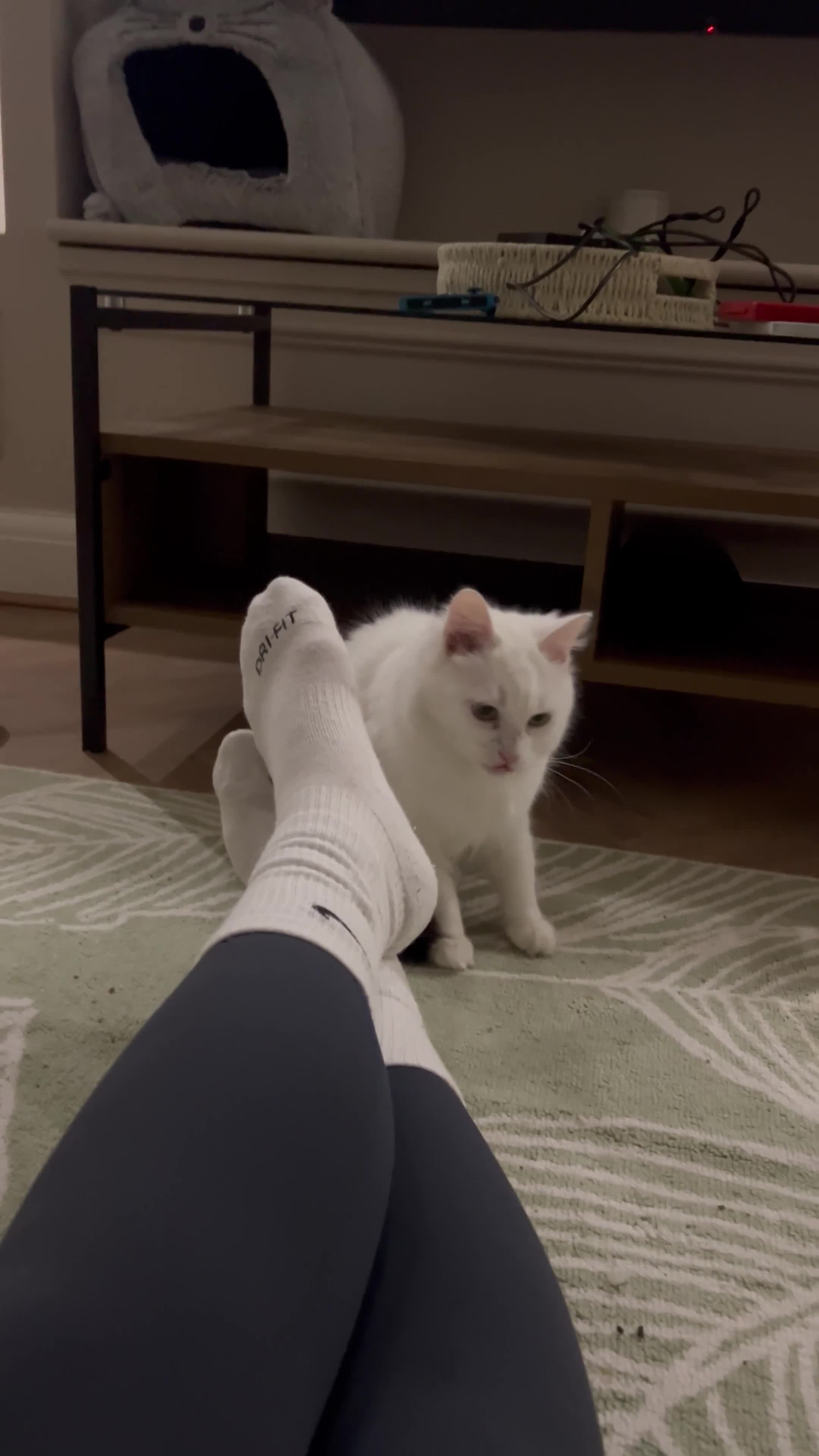 Mixed Breed cats for sale: Female white longhair cat looking for home - Video 1