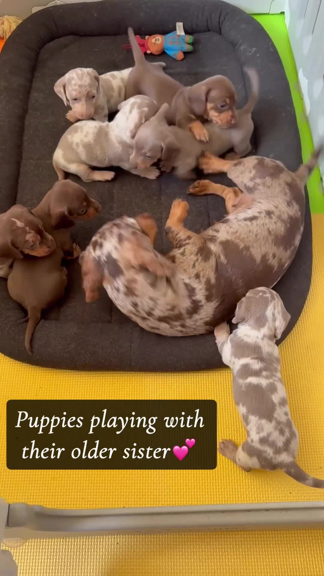 Miniature Dachshund dogs for sale: ✨READY TO LEAVE✨Miniature Dachshund Pups💕  - Video 1