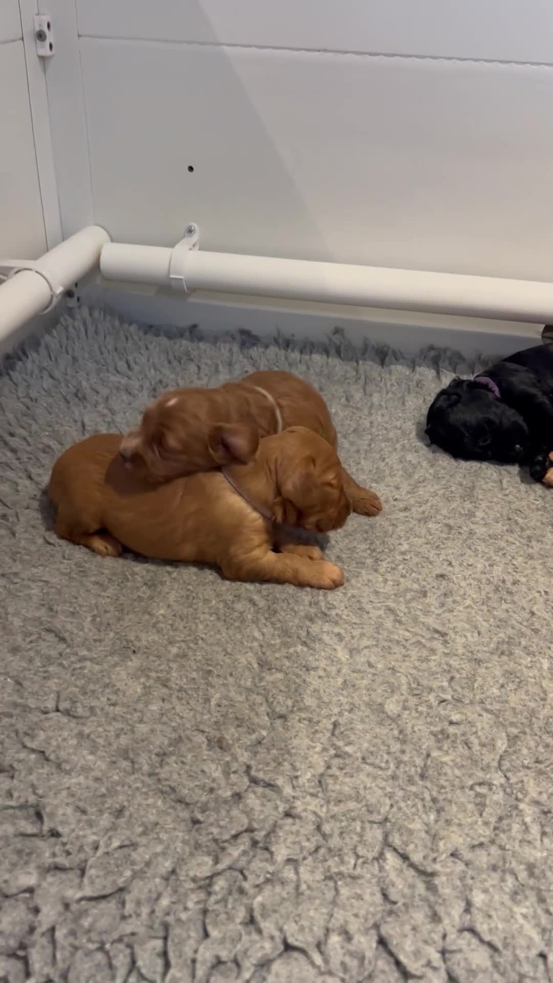 Cockapoo dogs for sale: Gorgeous F1 cockapoos🥰🥰 - Video 2