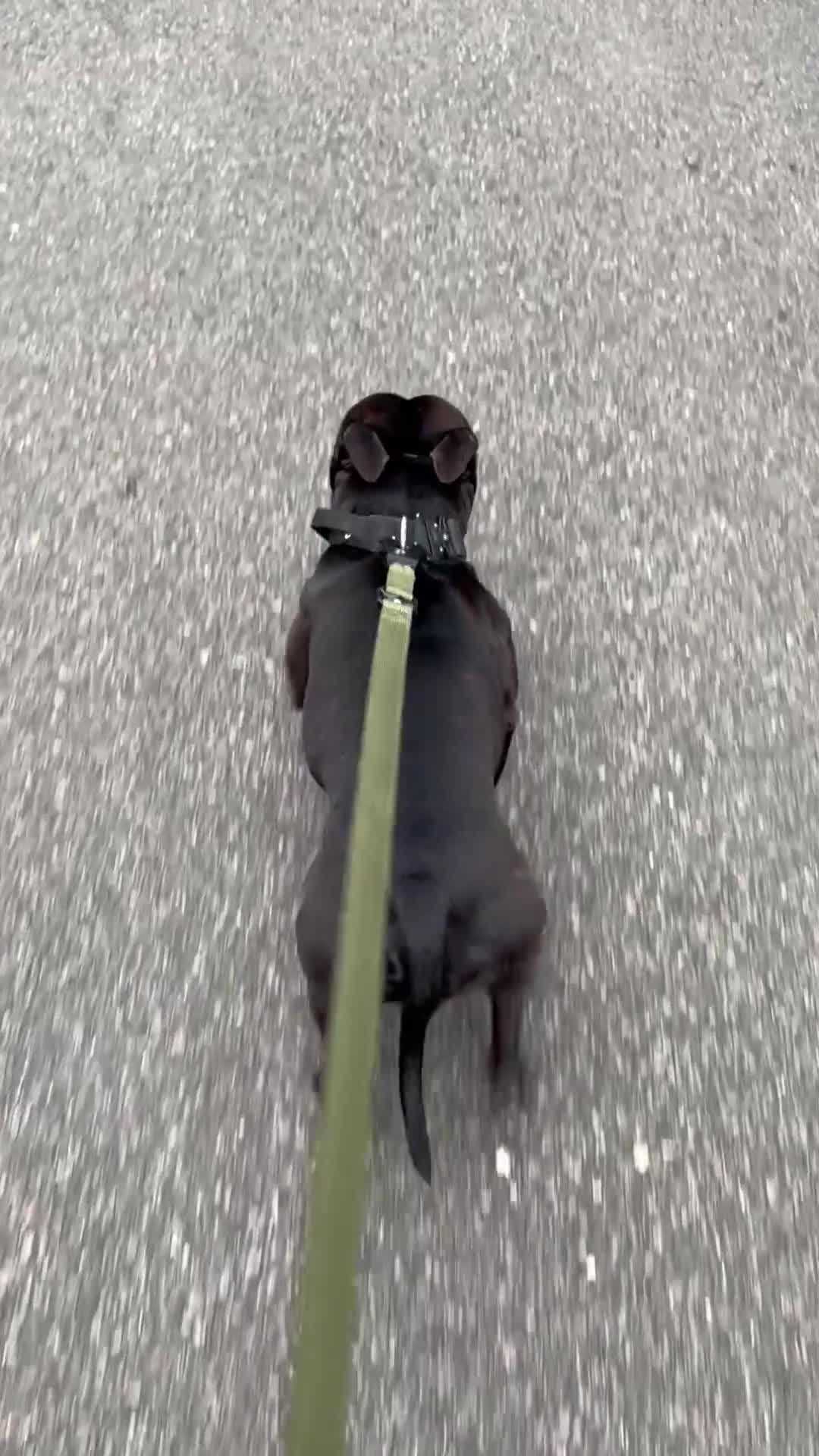 Staffordshire Bull Terrier dogs for stud: PROVEN STUD - Staffordshire Champion Bloodline in Basildon - Video 1