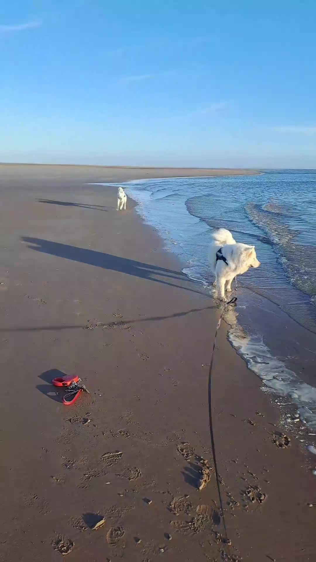 Huskita dogs for sale: 2 year old male 1st generation huskita.  - Video 2