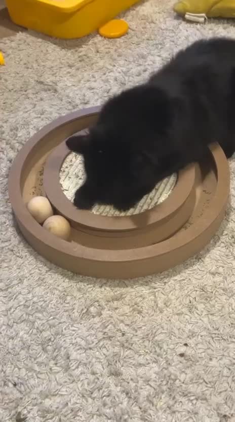 British Longhair cats for sale: Urgently Rehoming 2 beautiful cats - Video 1