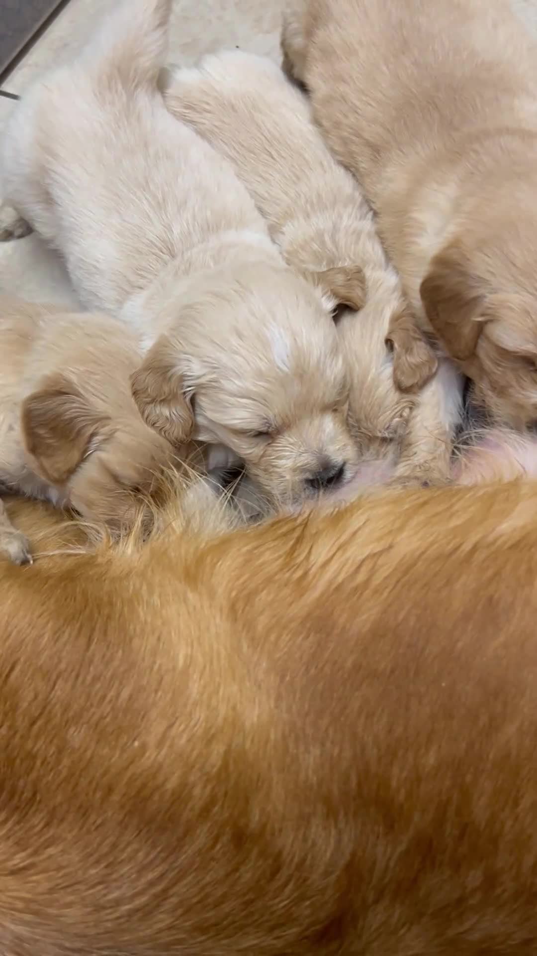 Golden Retriever dogs for sale: 8 Beautiful golden retrievers puppies for sale ❤️ - Video 2
