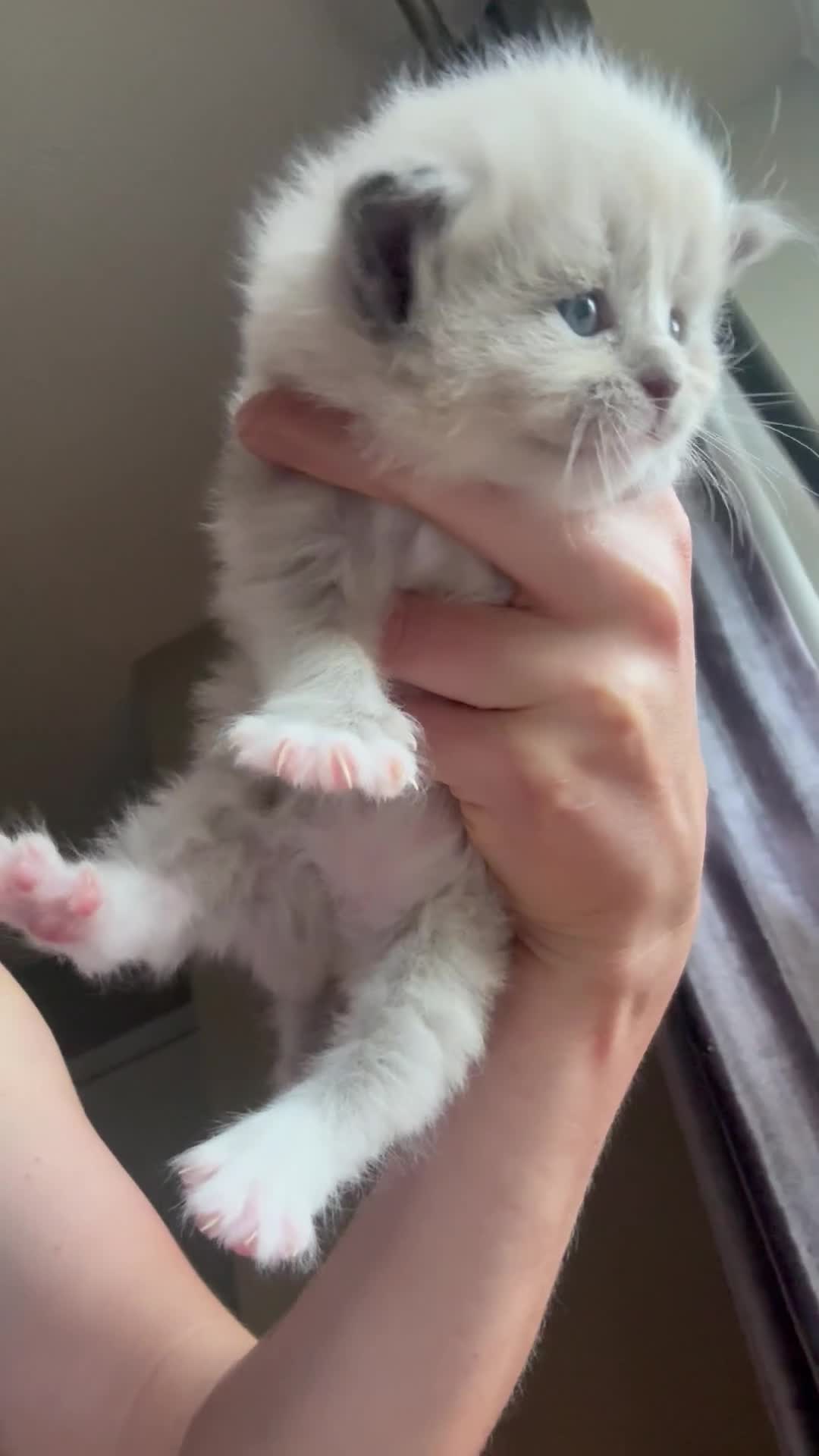 Ragdoll cats for sale: Beautiful mink point Ragdolls! 🩶🤍 - Video 3