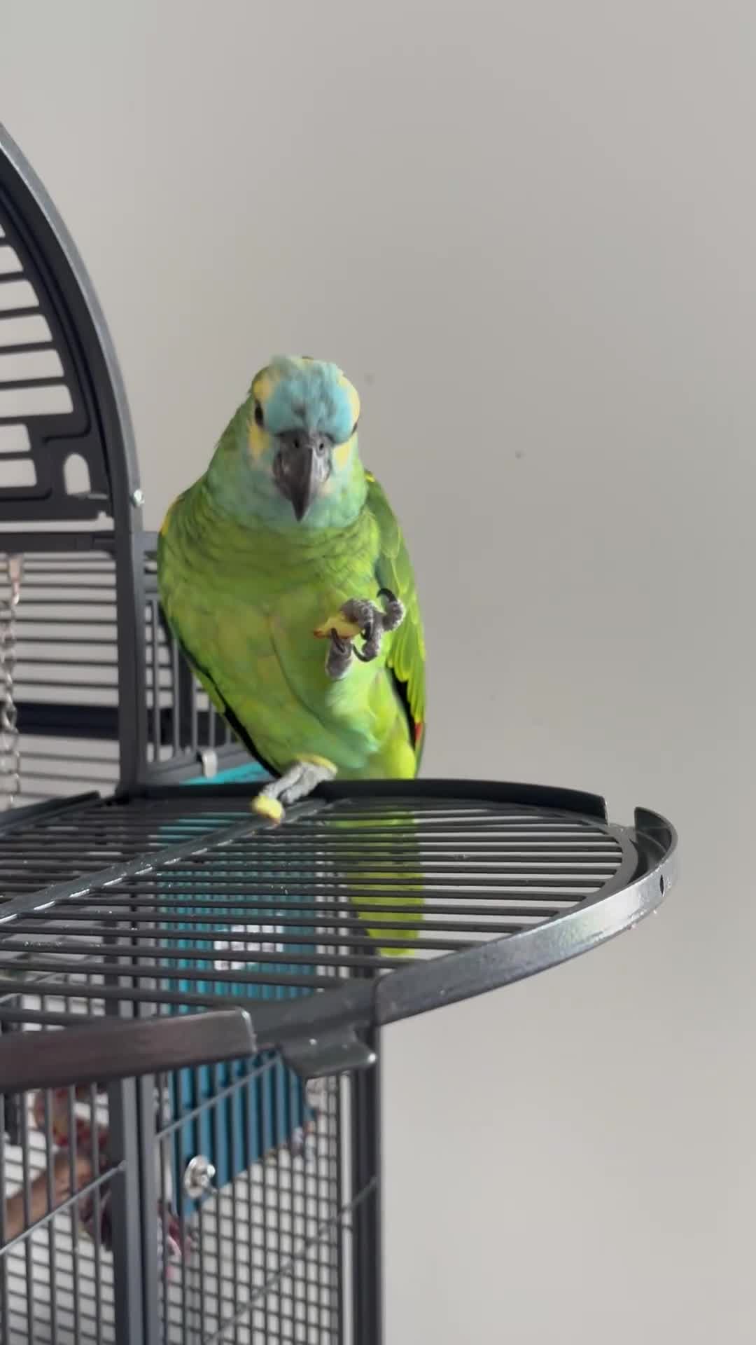 Parrots birds for sale: Bluey Blue fronted parrot - Video 1