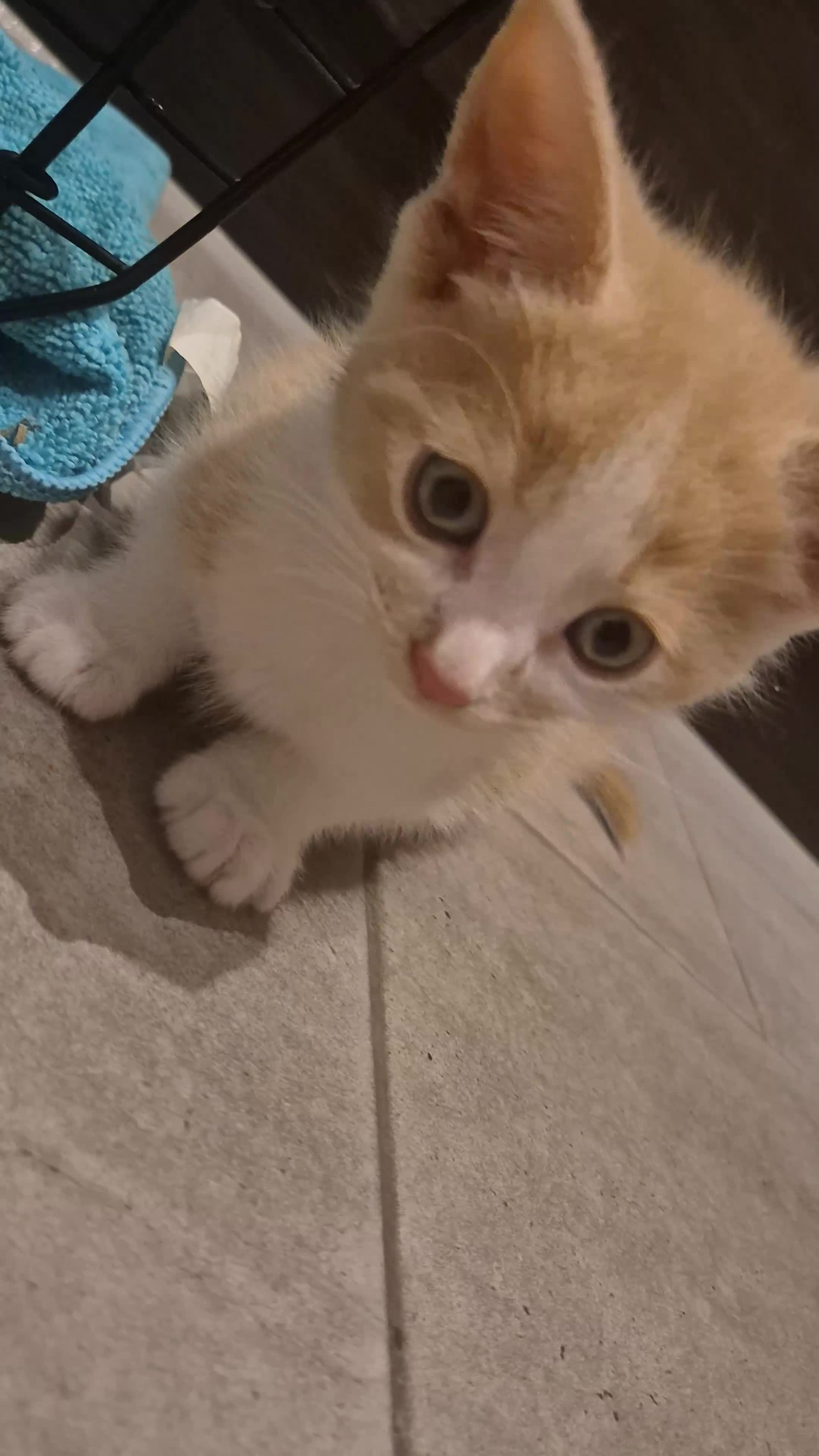 Mixed Breed cats for sale: Two adorable ginger babies needing a new home - Video 3