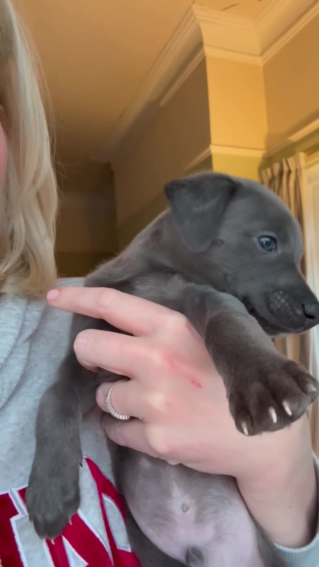 Whippet dogs for sale: *** last girl of the litter ***  - Video 1