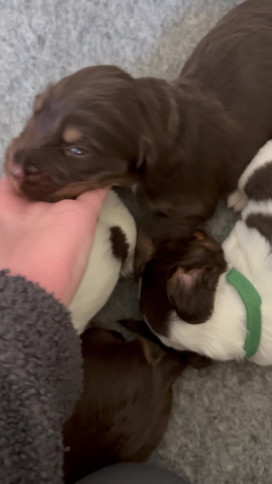 Sprocker dogs for sale: 7 Beautiful Sprocker Spaniel Puppies - Video 2