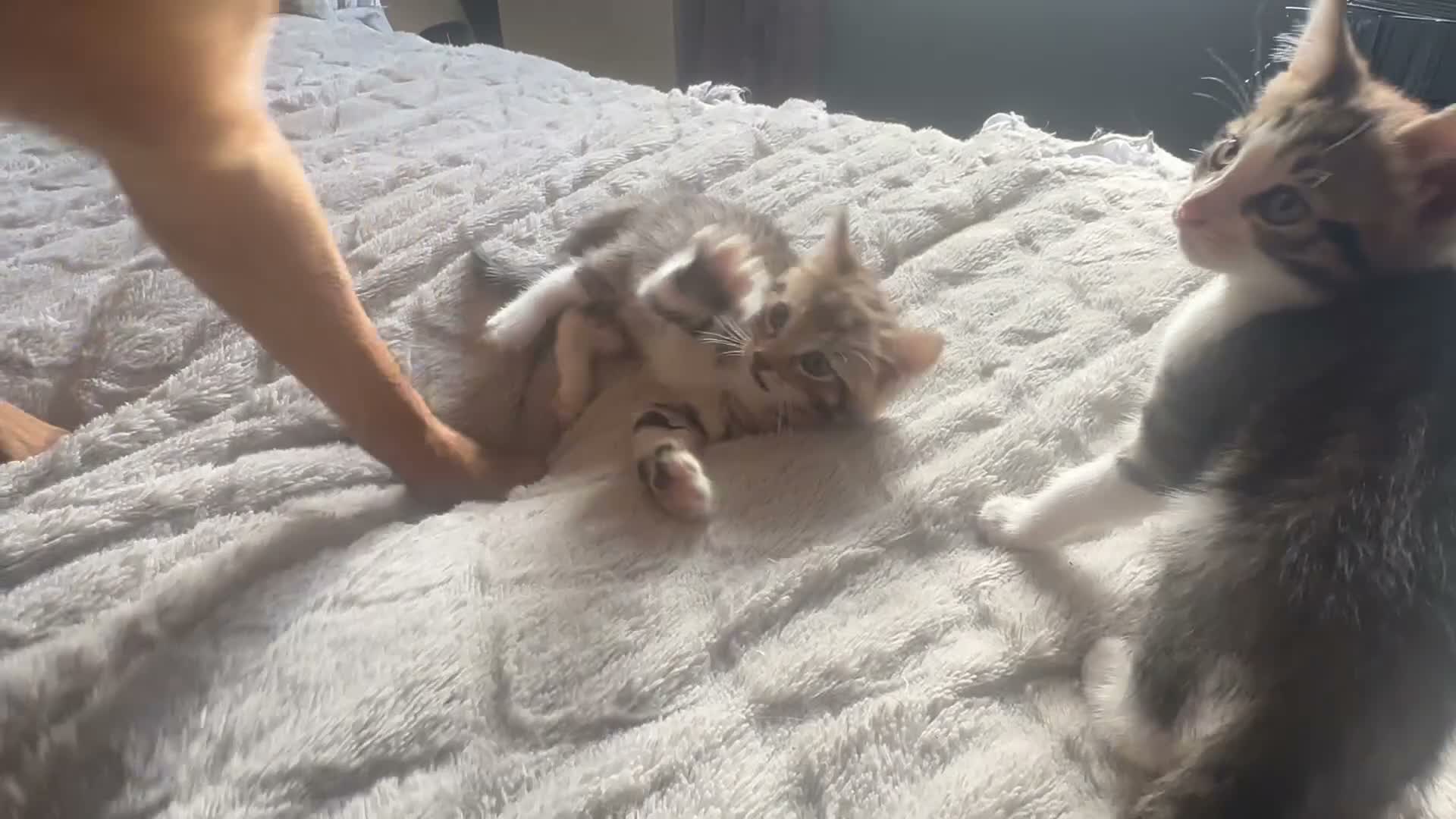 Mixed Breed cats for sale: 2 tabby kittens 🐱  - Video 1
