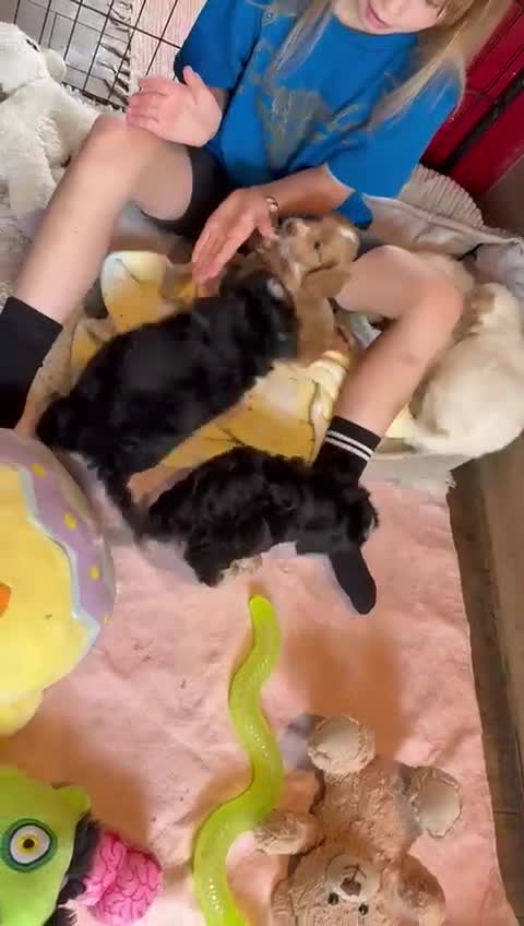 Cockapoo dogs for sale: ✨ Quality F2 Cockapoos ✨ Reputable Breeder  - Video 2