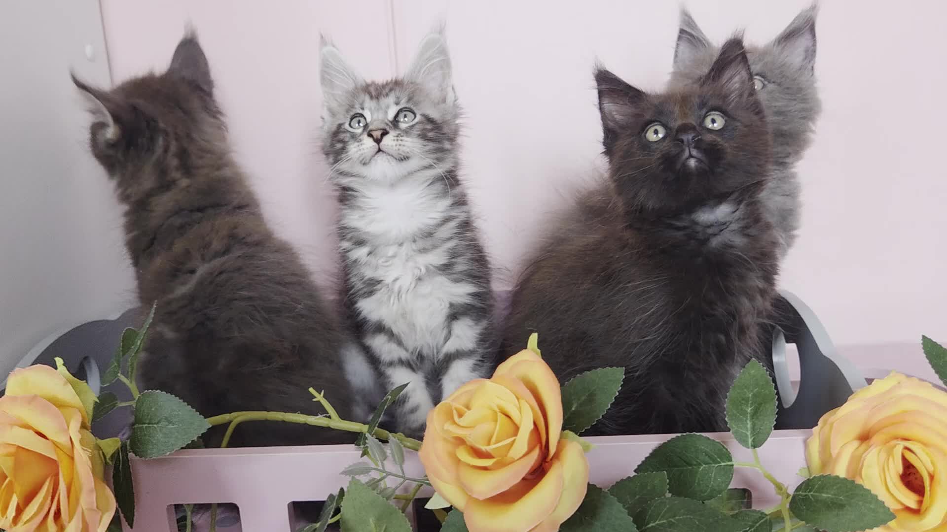 Maine Coon cats for sale: TICA REGISTERED MAINE COON KITTENS - Video 2