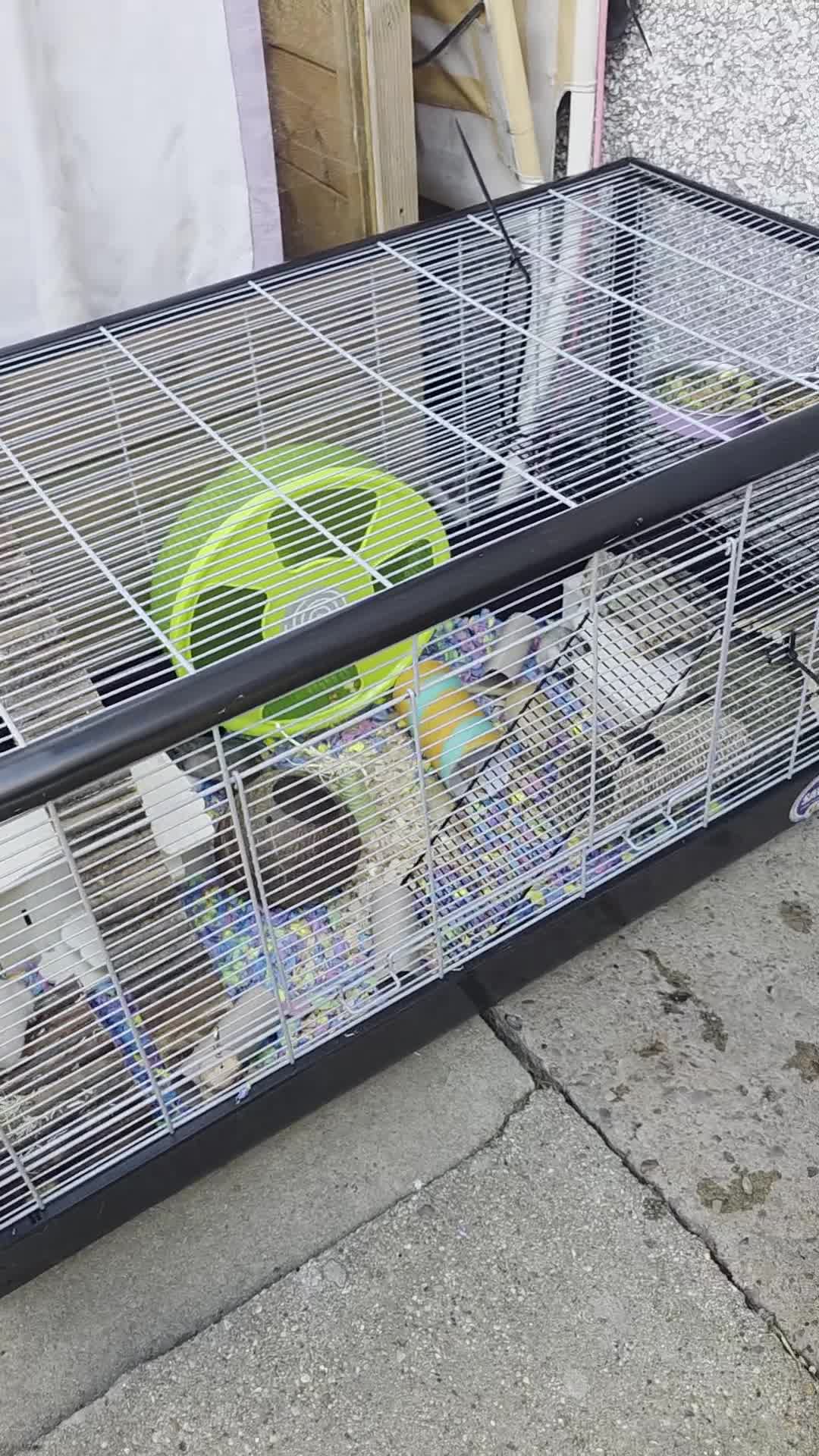 Gerbil rodents for sale: 3×Gerbils and Cage  - Video 1
