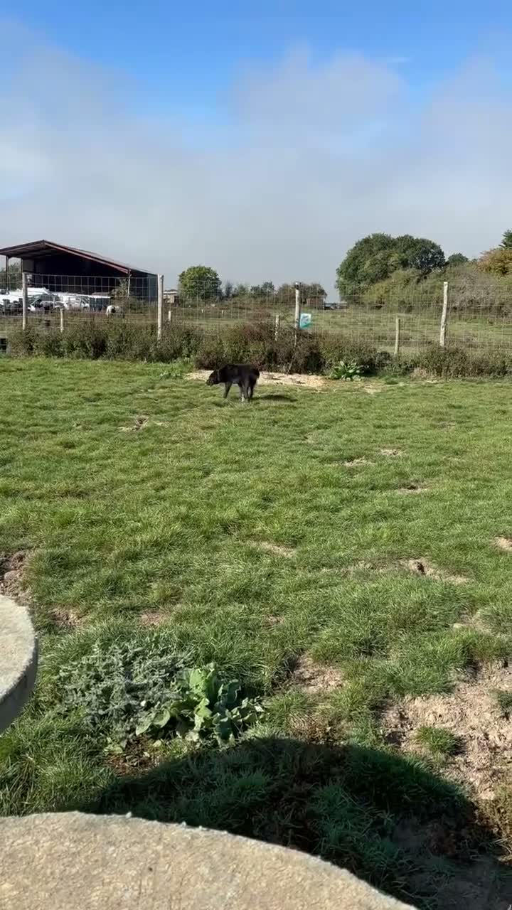 Mixed Breed dogs for adoption: BEAUTIFUL MAGGIE 💜 - Video 1