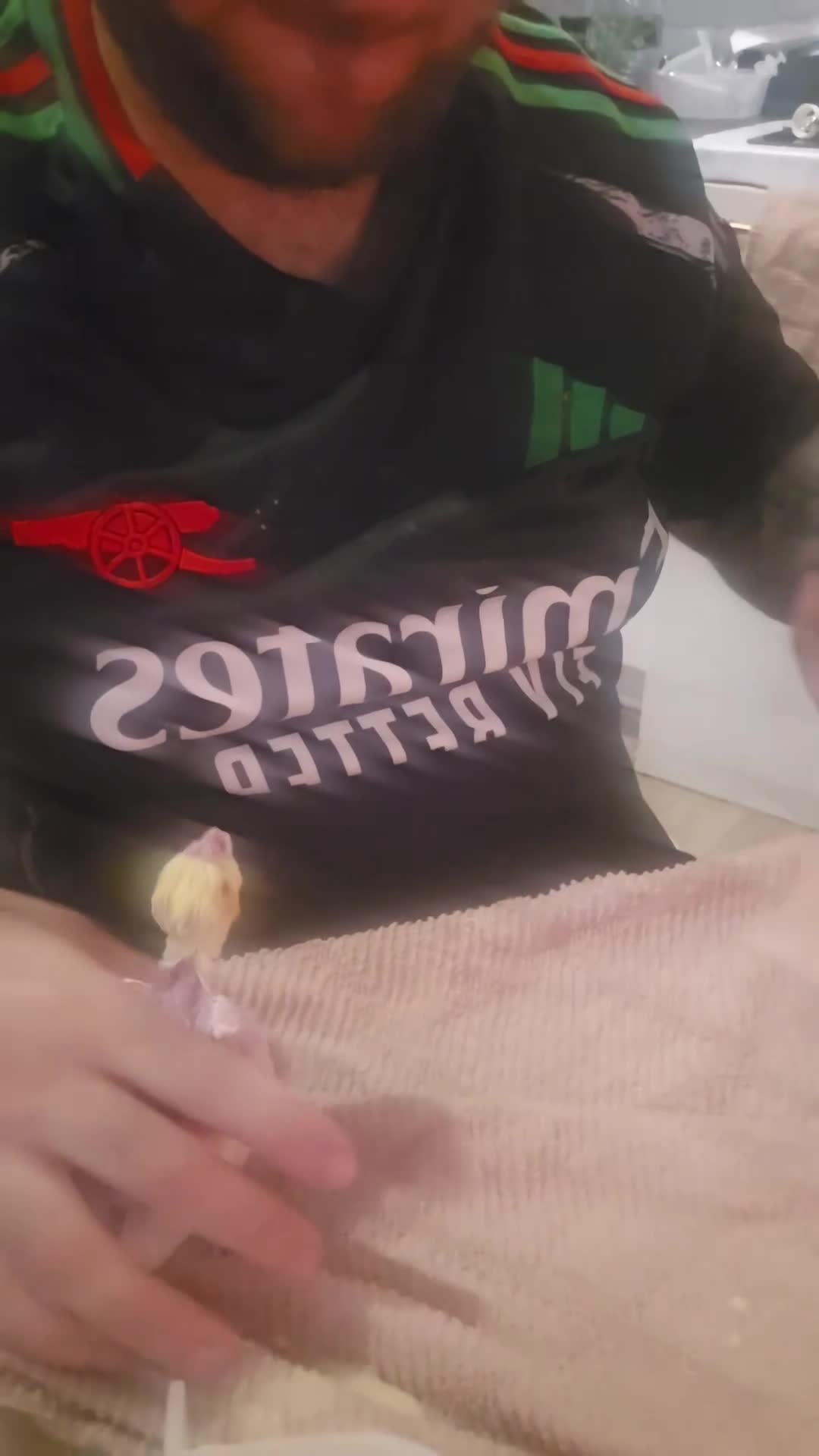 Cockatiels birds for sale: Cockatiel hand reared  - Video 1