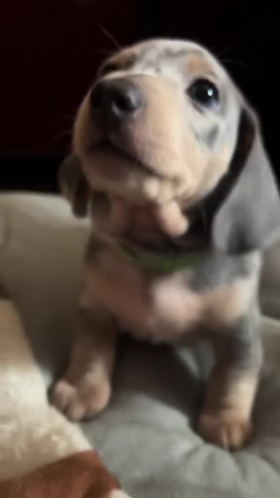 Miniature Dachshund dogs for sale: Miniature Dachshund Puppy, Blue and Cream Dapple - Video 2