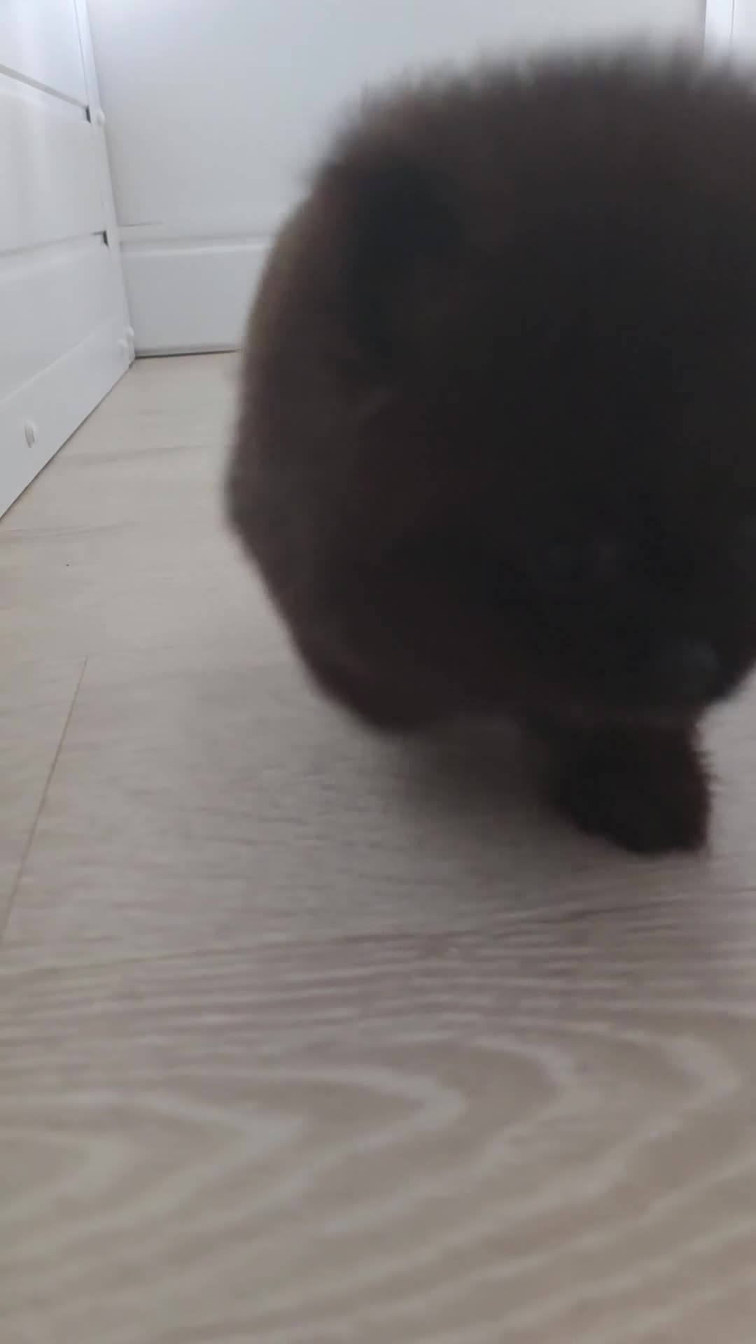 Pomeranian dogs for sale: Pomeranian 1 boy left 🤍 40+🏆lines - Video 4