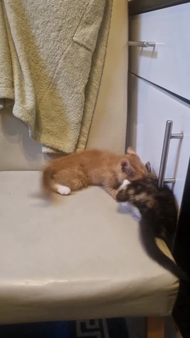 Mixed Breed cats for sale: 4 little kittens(3 ginger boys+1 mixed colour girl - Video 1