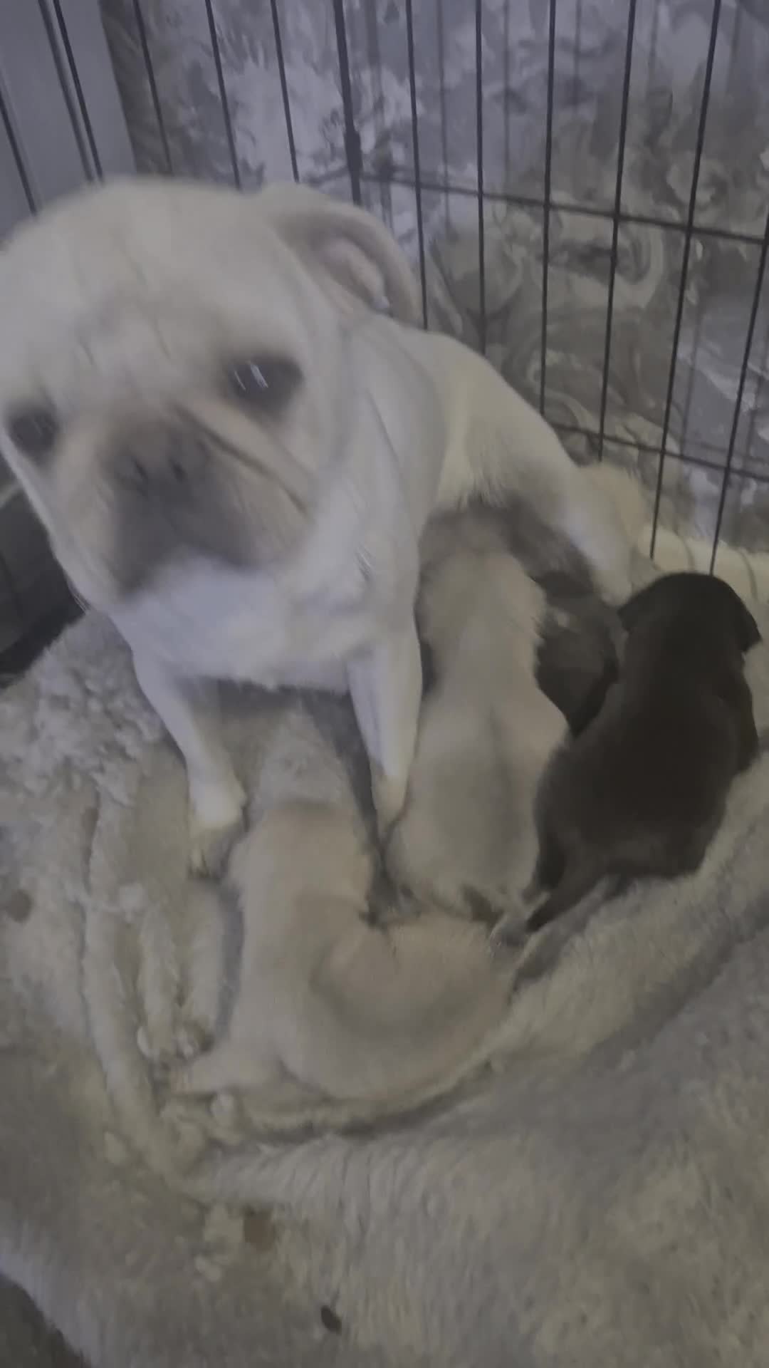 Pug dogs for sale: 4 beautiful pugs  - Video 1