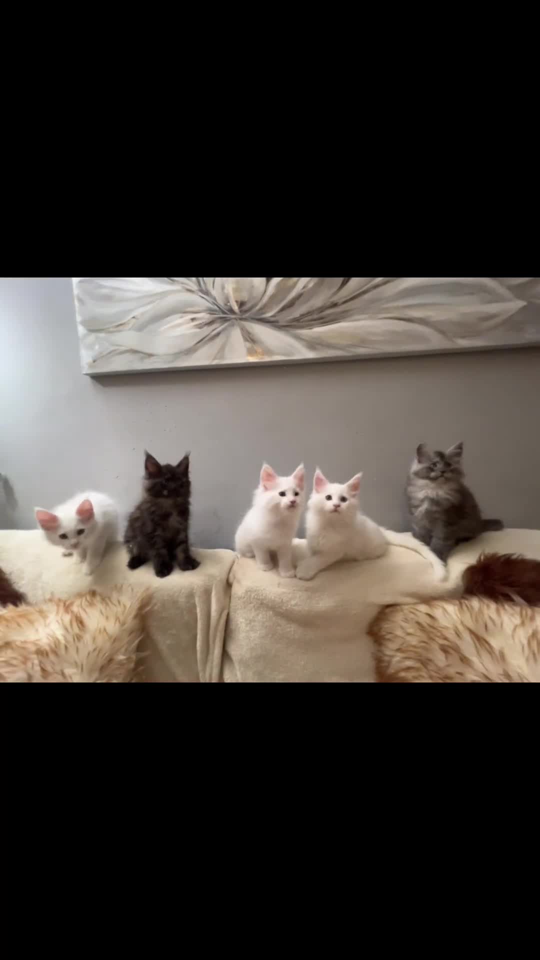 Maine Coon cats for sale: beautiful kittens for sale😍 - Video 1