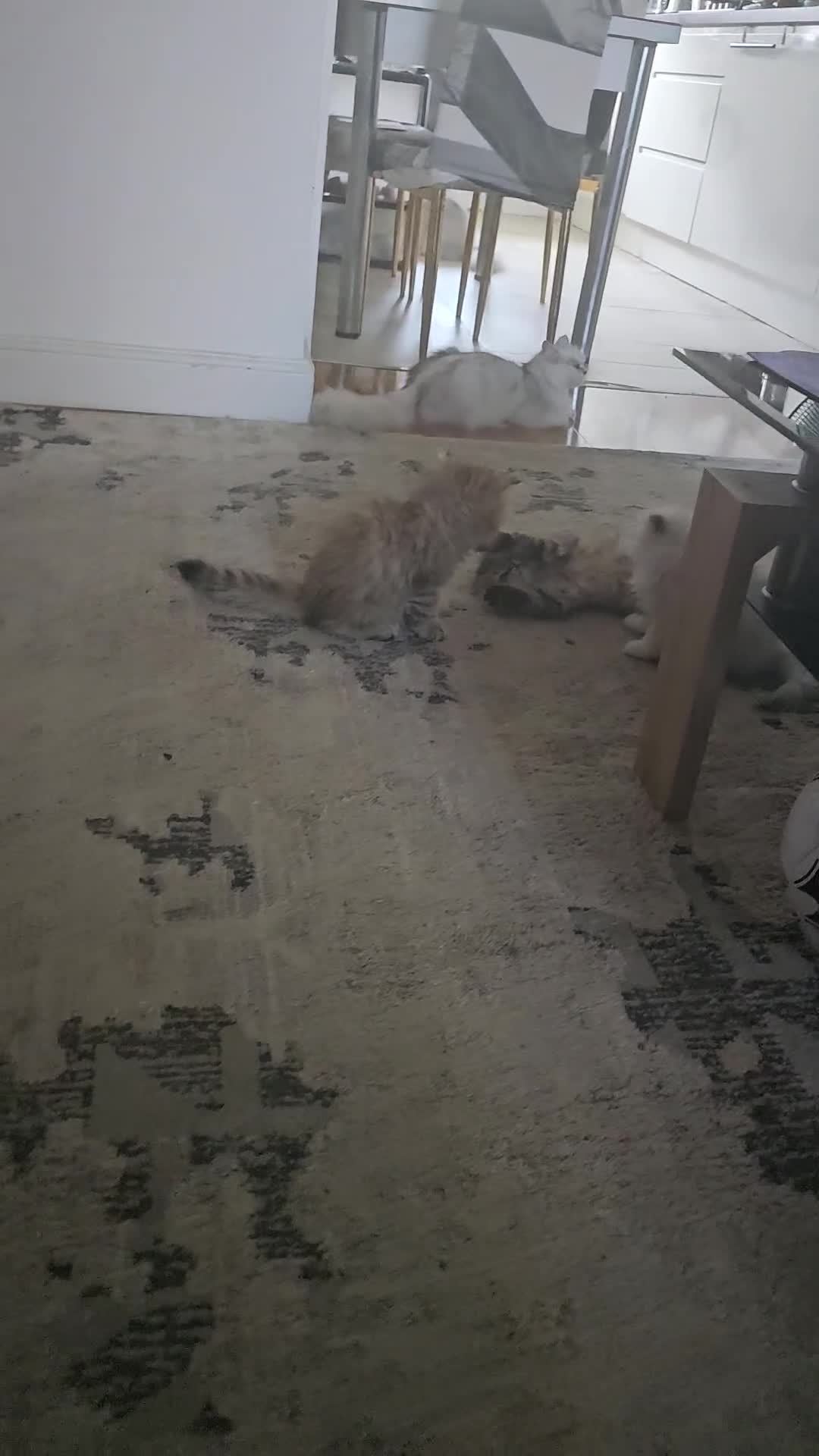 Persian cats for sale: Pure Persian Cat - Video 2