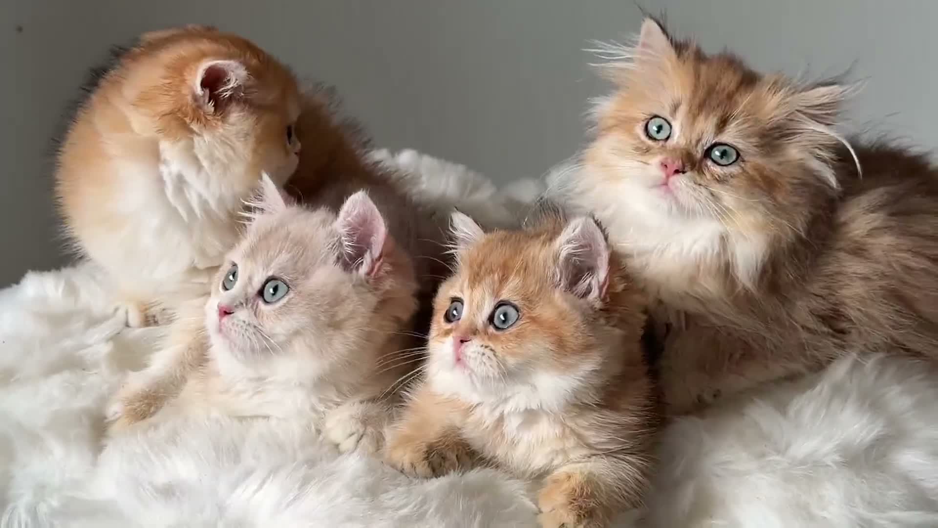 British Shorthair cats for sale: British Shorthair or Longhair golden kittens  - Video 2