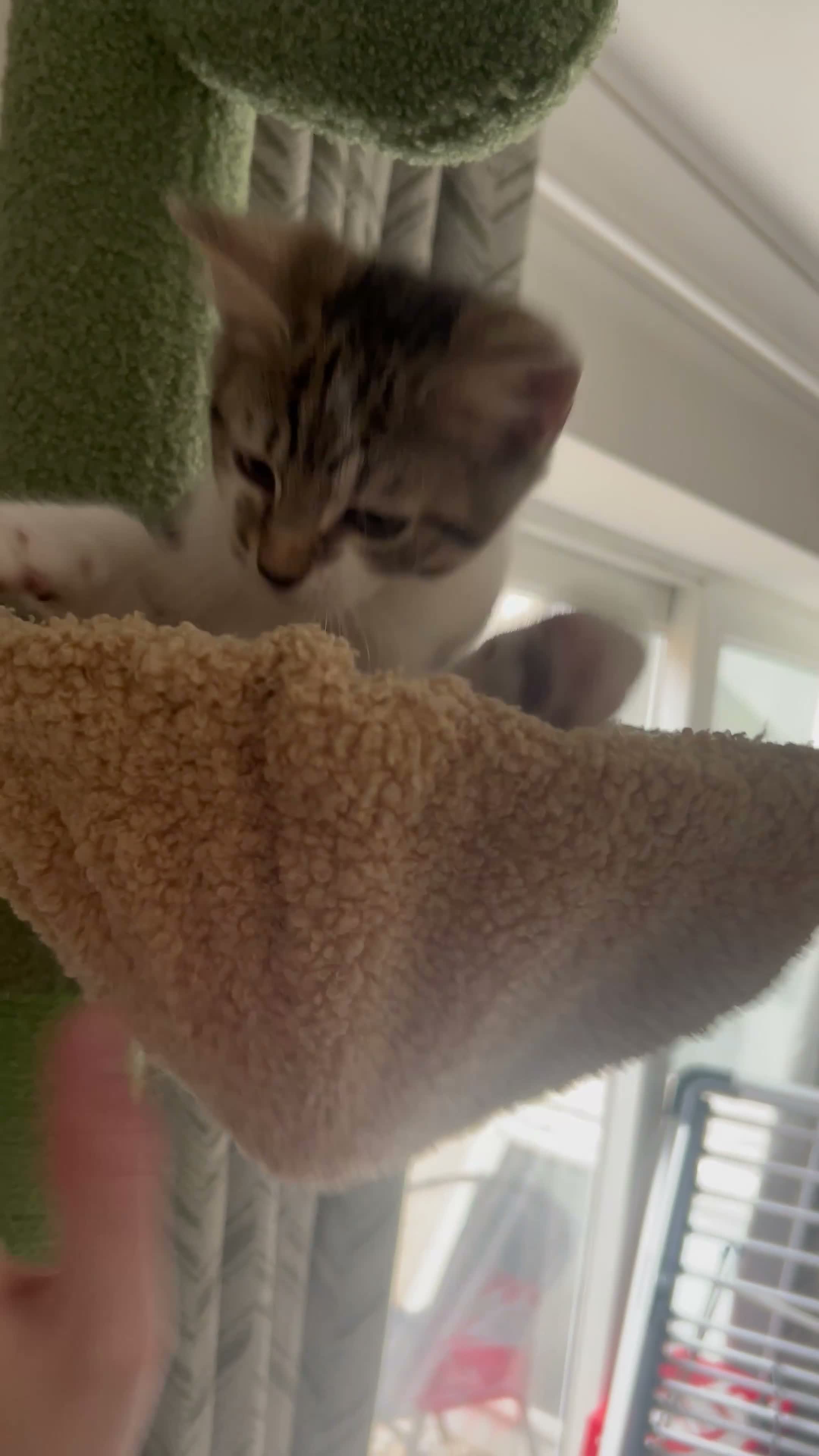 Mixed Breed cats for sale: Two kittens for sale!  in London - Video 2