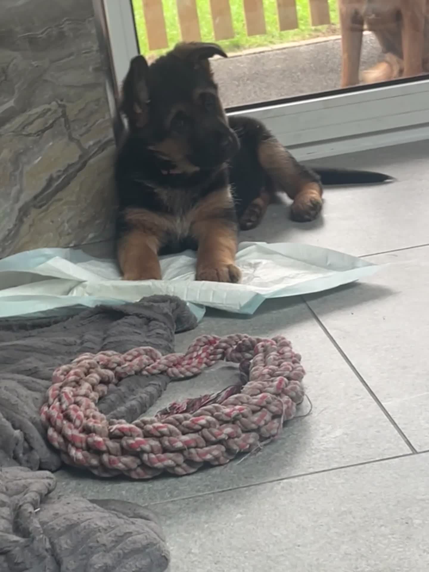 German Shepherd dogs for sale: KC reg German shepherd puppies  - Video 1