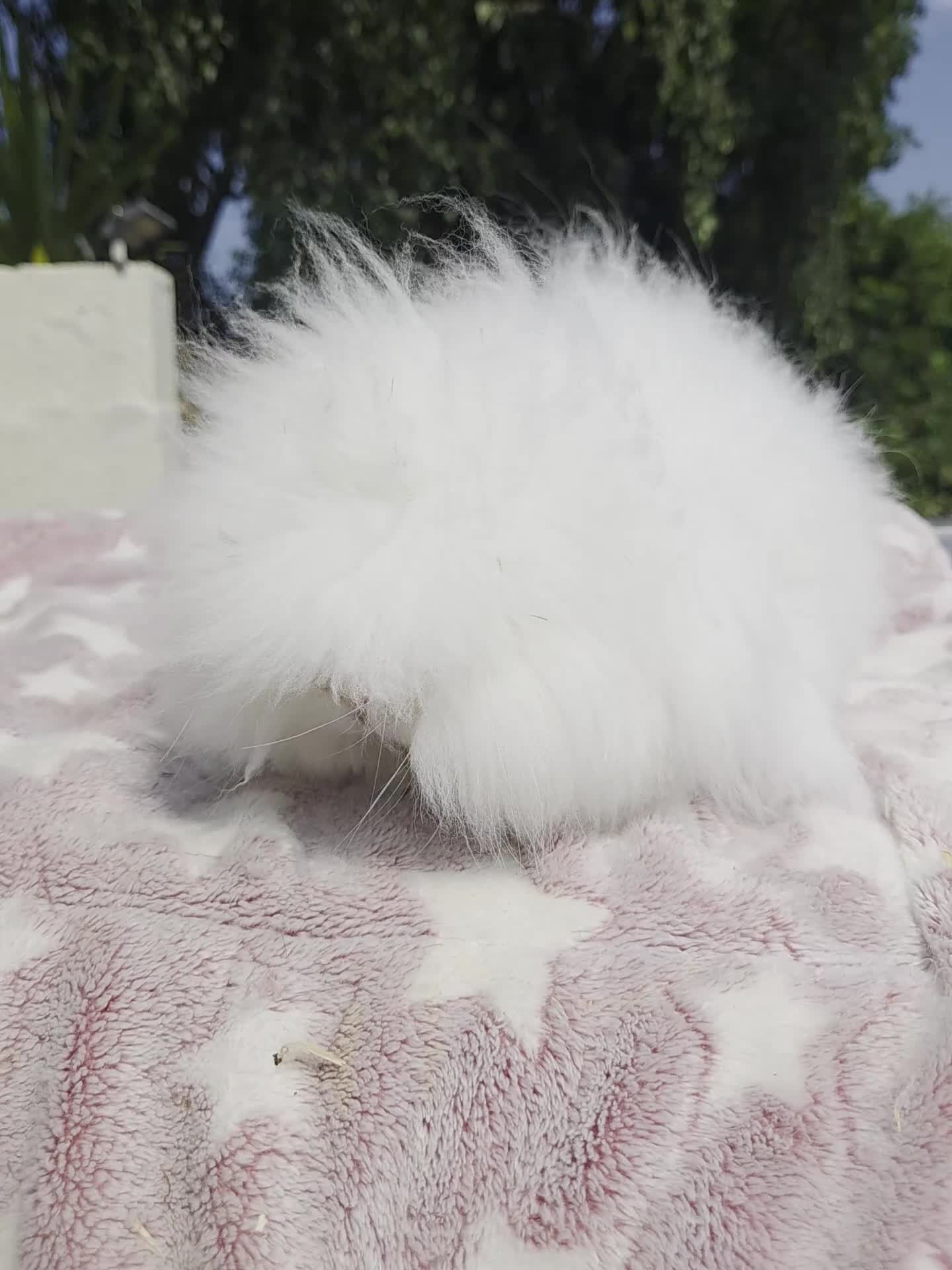 Angora rabbits for sale: Teddywidders ready to go now  - Video 4