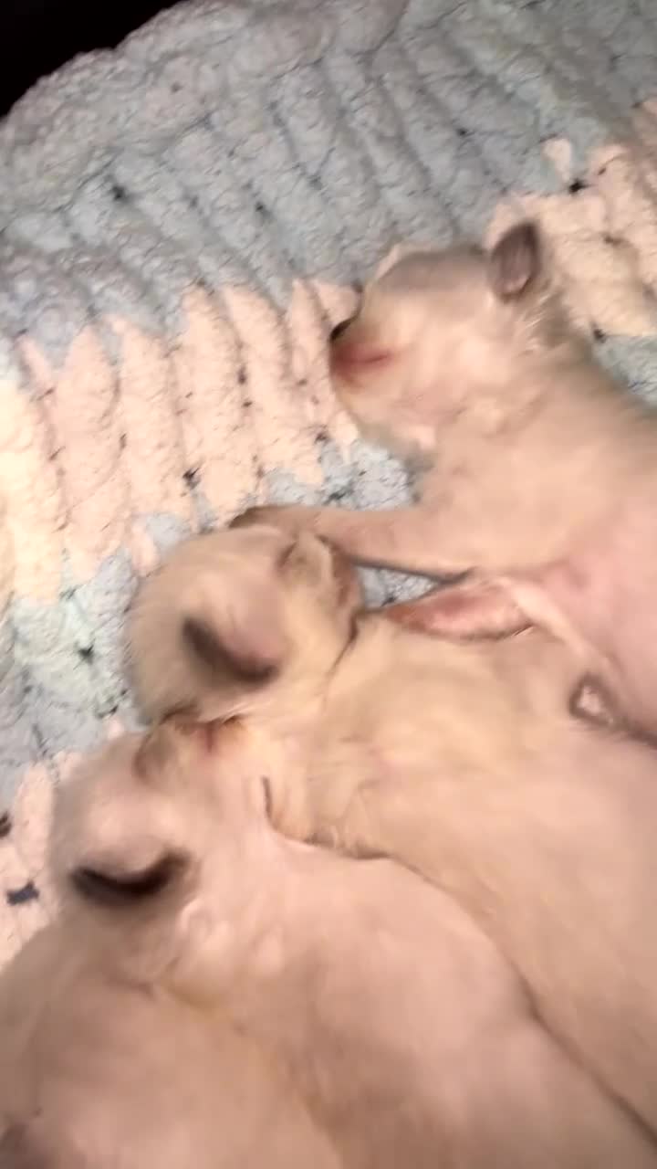 Ragdoll cats for sale: 3 STUNNING BLUE RAGDOLL KITTENS  in Stalybridge - Video 1