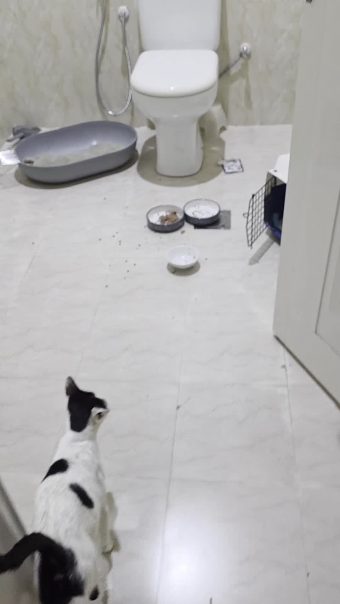 Arabian Mau cats for adoption: Mummy Isla - Video 1