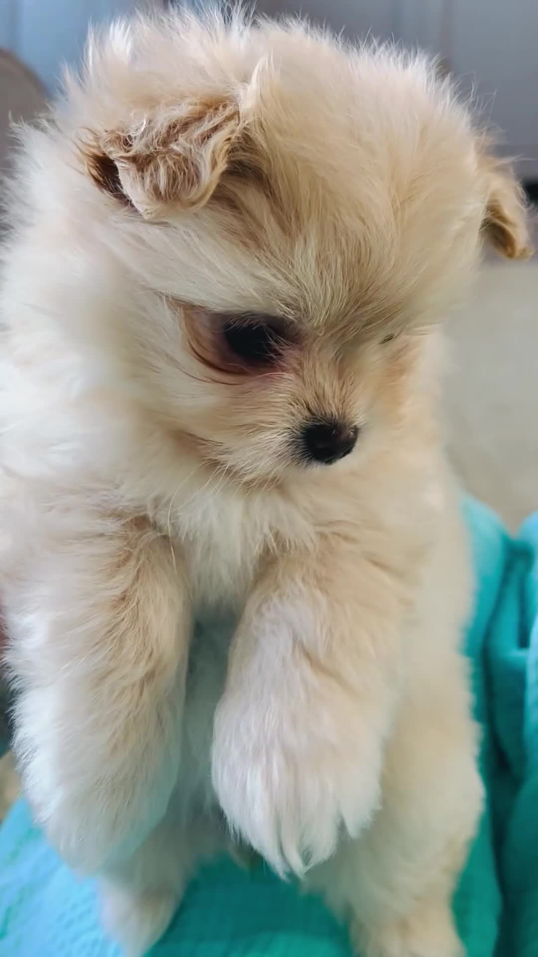 Maltipom dogs for sale: Pomeranian/maltese  in Blackwood - Video 1