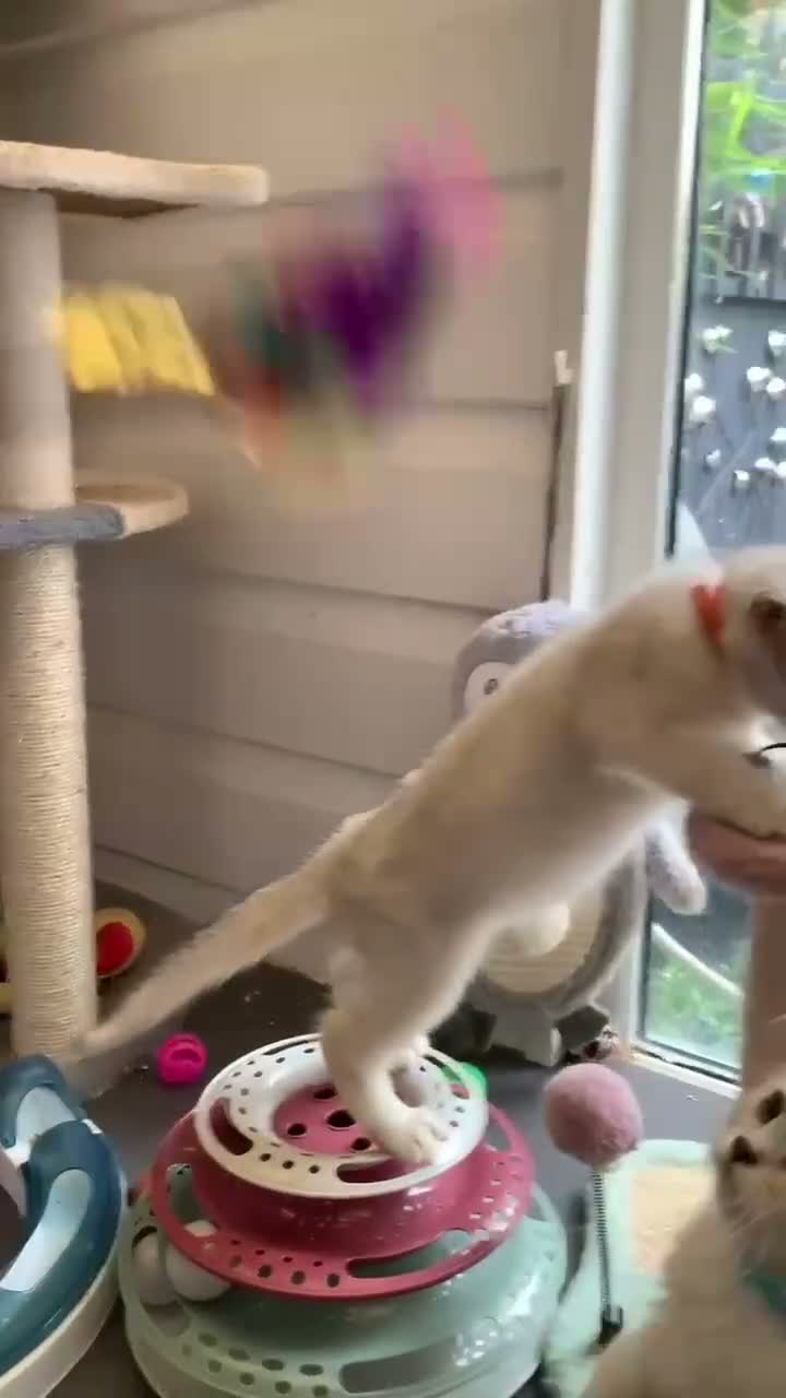 British Shorthair cats for sale: BSH Kittens 11 weeks old 3 lovely young ladies   - Video 2