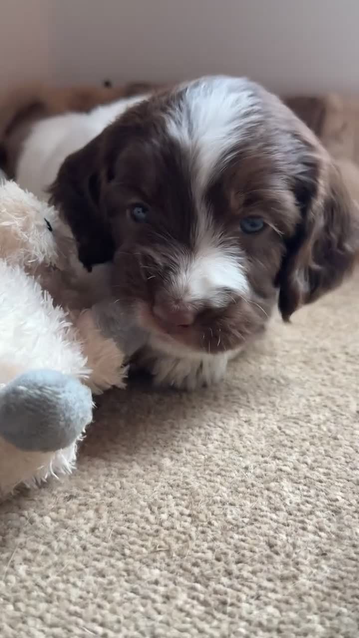 Sproodle dogs for sale: Rare Merle Sroodles Ready To Leave  - Video 1