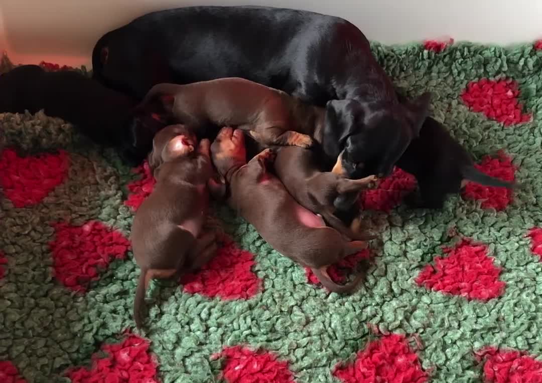 Miniature Dachshund dogs for sale: KC registered PRA clear miniature dachshunds  - Video 1