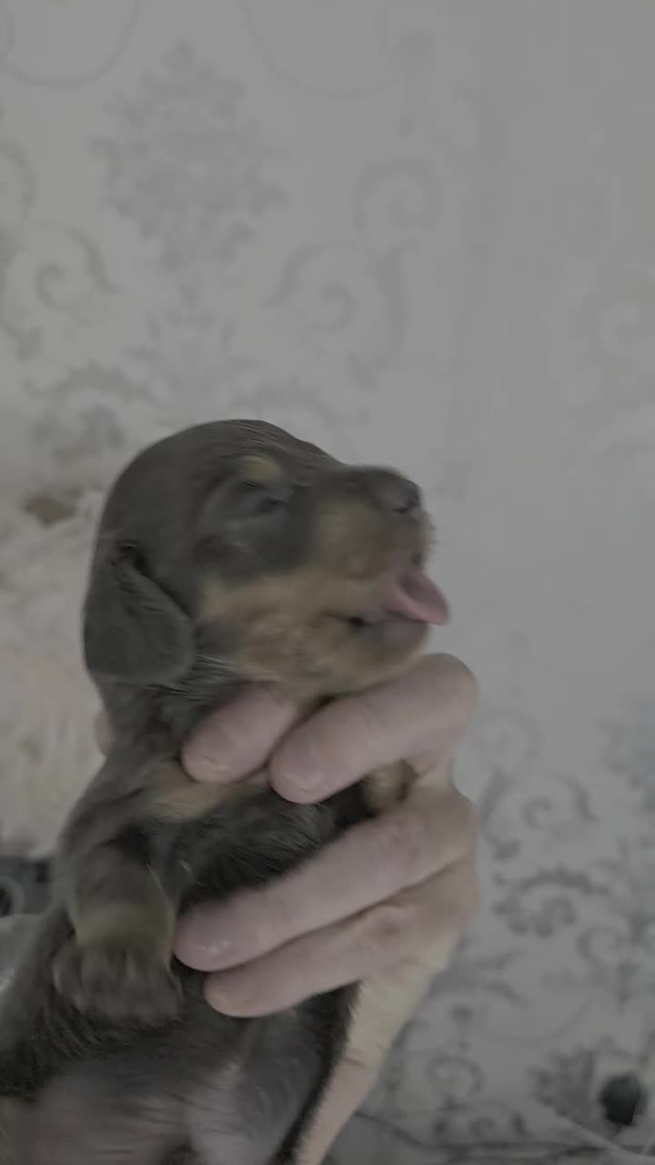Miniature Dachshund dogs for sale: Miniature dachshund puppies for sale liverpool  - Video 1