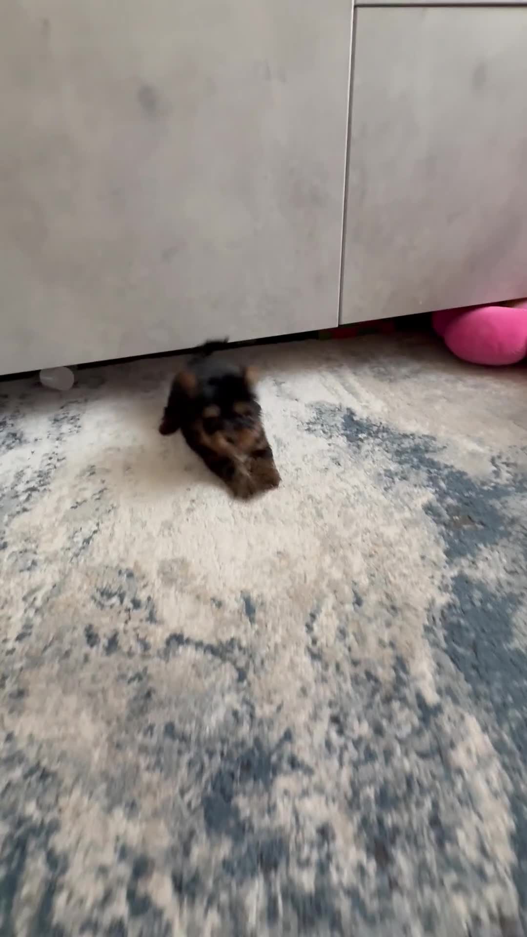 Yorkshire Terrier dogs for sale: Super Quite Miniature Yorkshire terrier boy  - Video 1