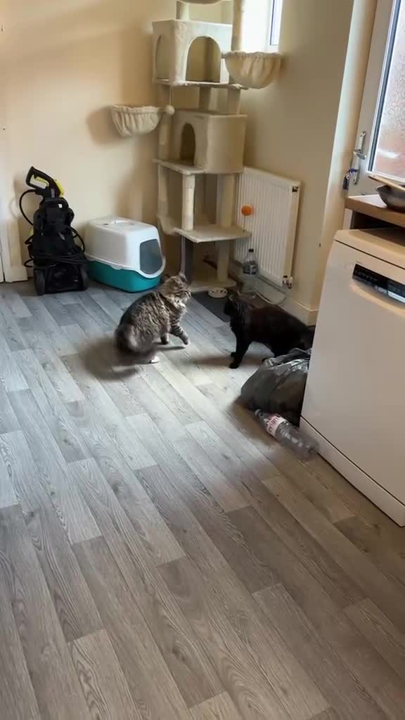 British Longhair cats for sale: Pablo - The Hunter  - Video 1
