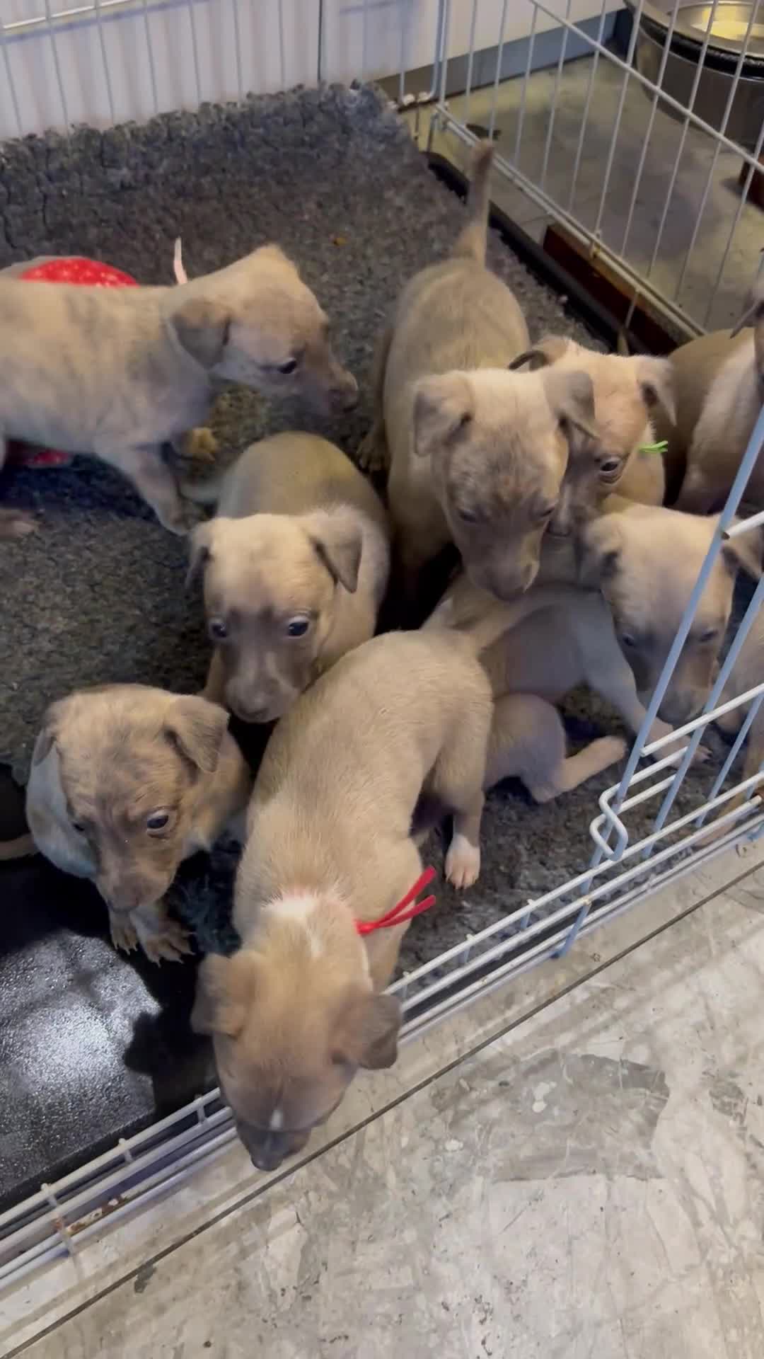 Whippet dogs for sale: Beautiful Blue brindle whippets for sale  - Video 2