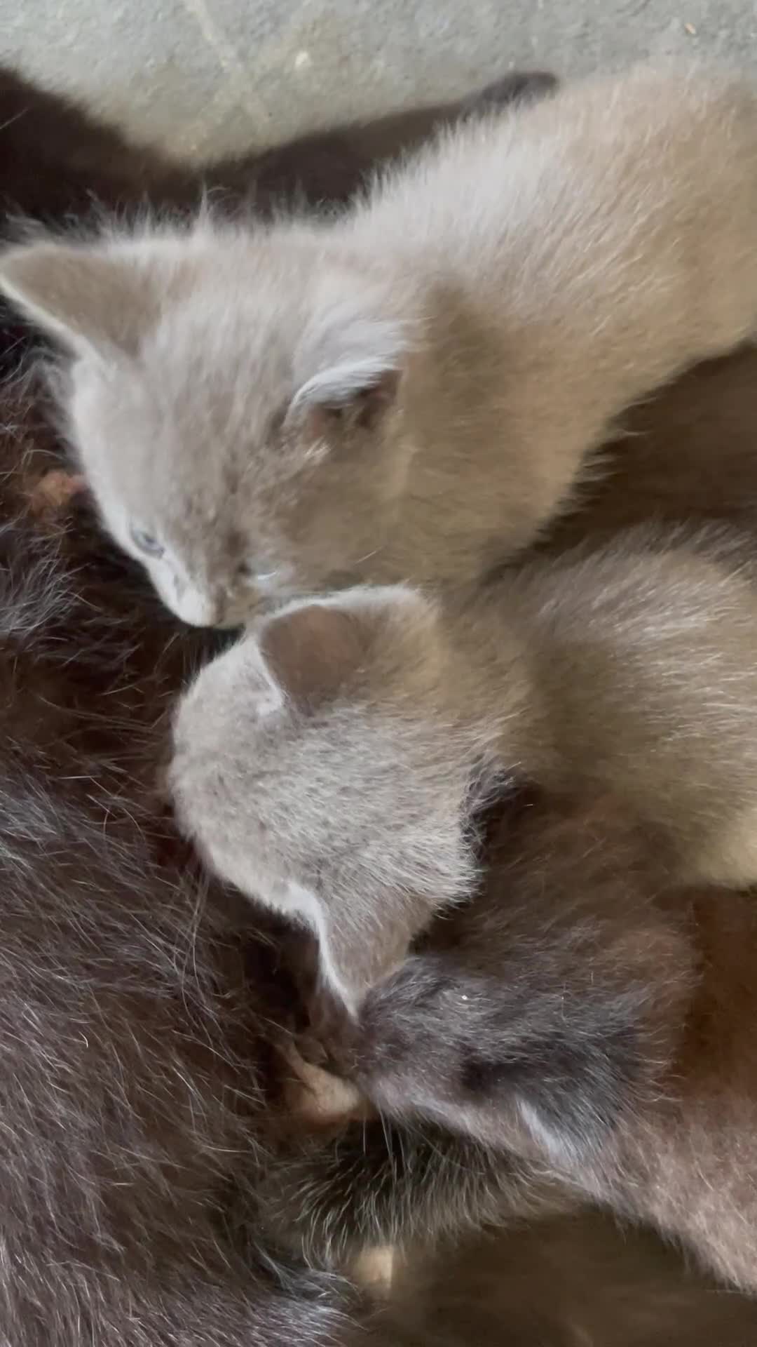 Mixed Breed cats for sale: Ragdoll cross beautiful friendly kittens - Video 1