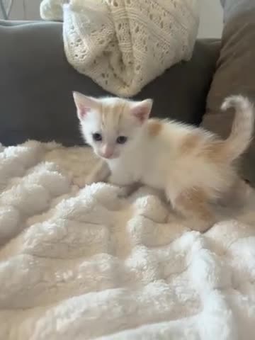 Mixed Breed cats for sale: Male kittens  - Video 4