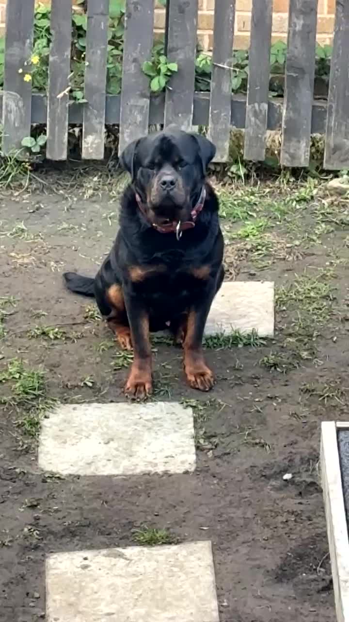 Rottweiler dogs for stud: Champion bloodline rottiweiler stud  - Video 1
