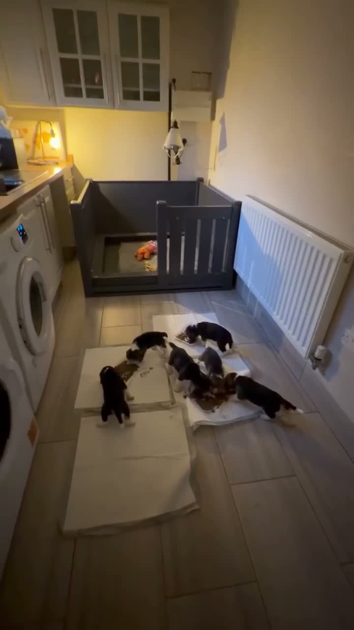 Beagle dogs for sale: KC registered stunning Beagle - Video 1