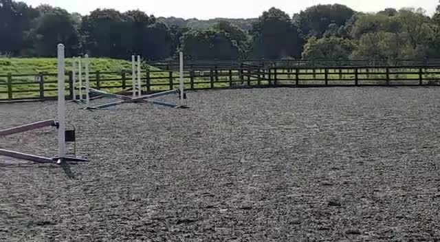 English Thoroughbred horses for sale: 9 year old TB Gelding Bay - Video 1