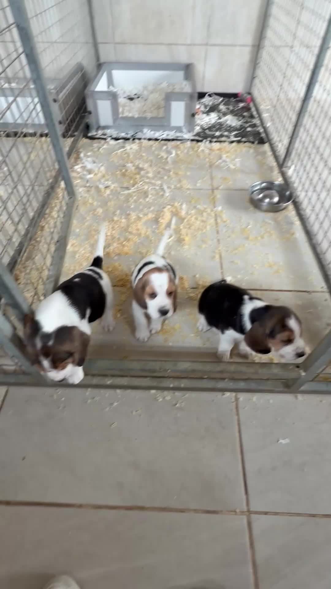 Beagle dogs for sale: HOME BRED KC REG PUPPIES  - Video 1